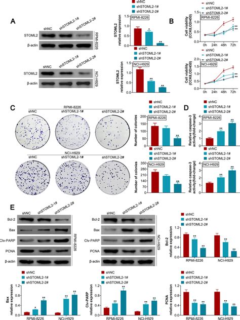 Knockdown Of STOML2 Inhibits MM Cell Growth A Protein Expression Of