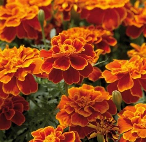 Tagetes Patula Safari Scarlet 20 Seeds French Marigold Urban Gardens