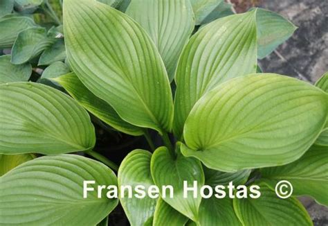 Hosta Kingsize Fransen Hostas