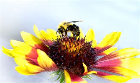 Bumble bee on yellow stock photo. Image of bumble, detail - 2801380