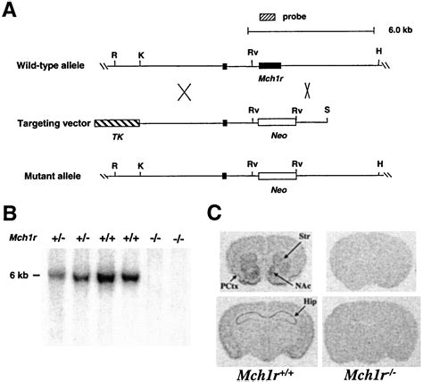 Melanin Concentrating Hormone 1 Receptor Deficient Mice Are Lean