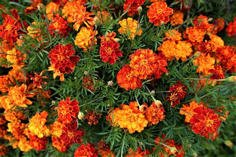 Buy Marigold for ing French Marigold Flower Mix - About 500 Online at desertcartKenya