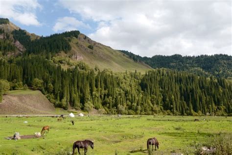 Drones Revolutionizing Wildlife Conservation And Research