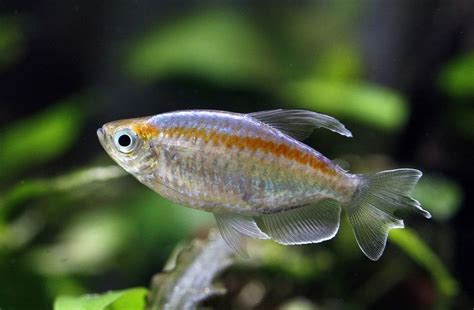 Congo Tetra Care A Comprehensive Guide For Beginners