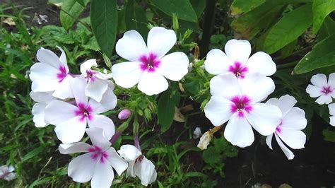 How To Grow Phlox Flowers From Seeds Youtube