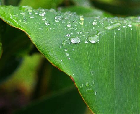 Bildet vann natur gress miste dugg anlegg morgen blomst våt