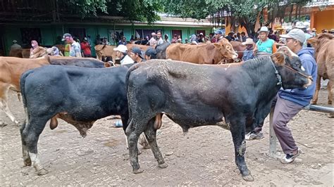 12 JUTA SAPI PEGON JANTAN BAKALAN HARGA OBRAL Pasar Sapi Tuban