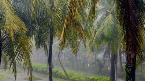 Heavy Tropical Rain With The Wind In The Rainy Season In Thailand Asia