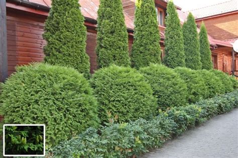Туя Западна Глобоза Ауреа / Thuja Occidentalis Globosa Aurea - Nedan Plant