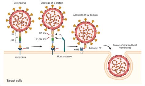 Putative Antiviral Mechanism Of Covs During Viral Entry Including