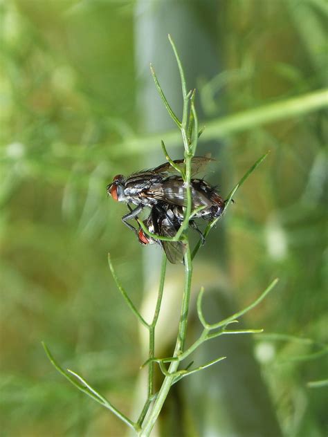 Botfly Copulation Insects Mating Free Photo On Pixabay Pixabay