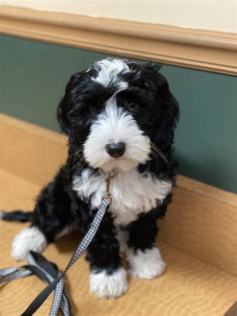 Jojo Tillery Labradoodles White Labradoodle Australian Labradoodle