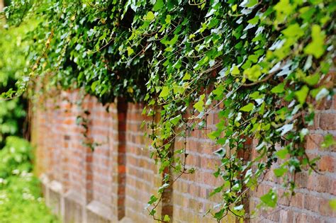 Wall Climbing Plants Ivy - Free photo on Pixabay