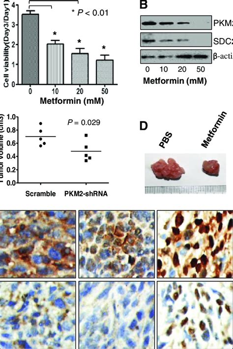 Treatment With Metformin Inhibited Hc Cell Proliferation And Tumor Download Scientific Diagram