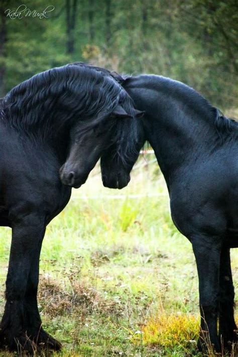 Friesian Horses Pferde Friesenpferde Pferderassen