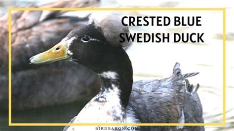 Crested Blue Swedish Duck - Eggs | Traits | Color - BirdBaron