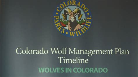 Colorado Wolf Reintroduction sees no livestock attacks