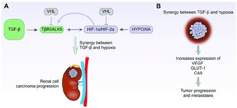 A Graphical Illustration Of Crosstalk Between Tgf β And Hypoxia In