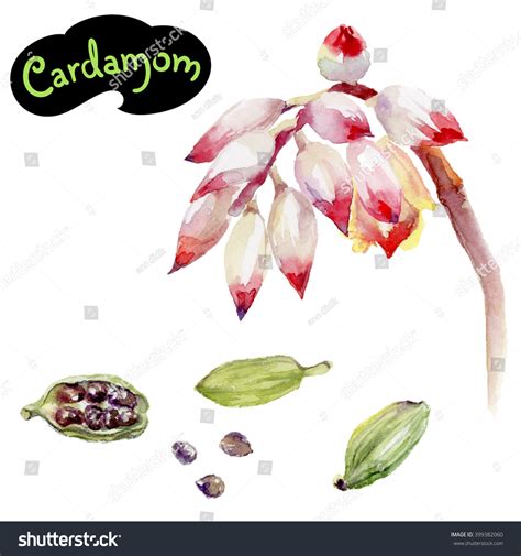 Cardamom Garden Images: Over 29 Royalty-Free Licensable Stock ...