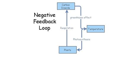 Negative Feedback Loop Insight Maker