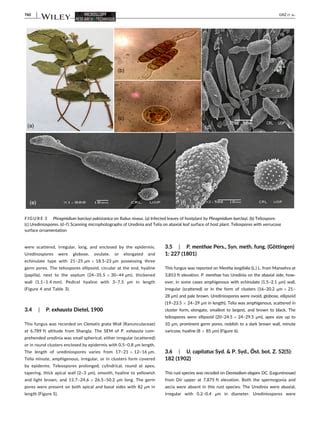 Taxonomic investigation of selected rust fungi using scanning.pdf