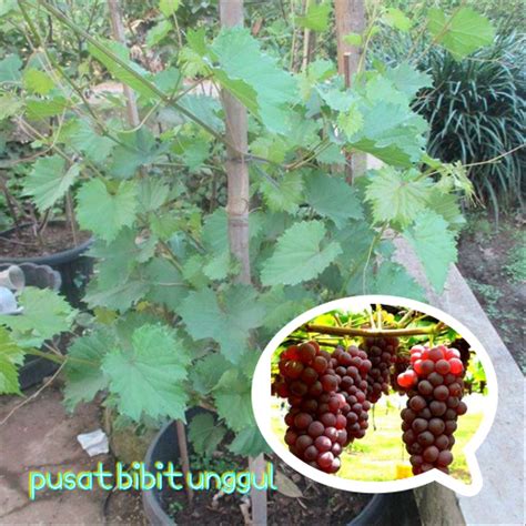 Jual BIBIT BUAH ANGGUR MERAH Di Lapak Pusat Bibit Unggul Farisbilgisbilqis