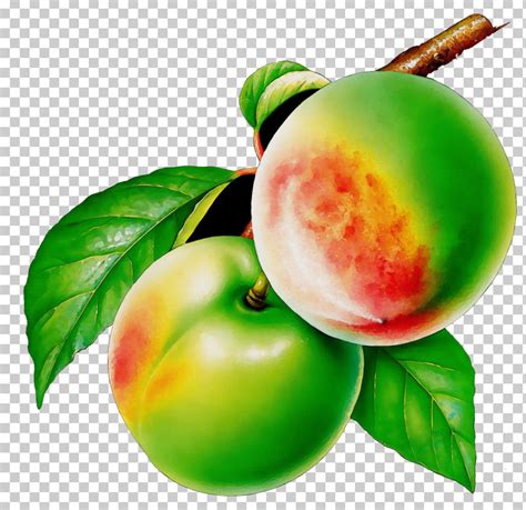 European Plum Fruit Peach Plant Food PNG Clipart European Plum