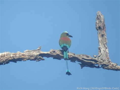 Mountain Bike Birding - 365 Days of Birds