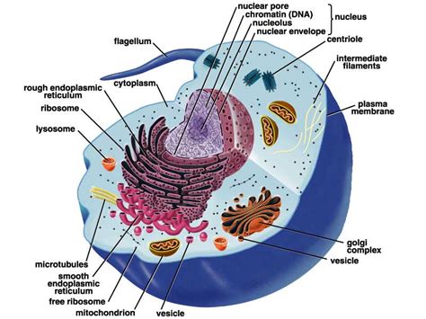 Labels Of The Animal Cell - ClipArt Best