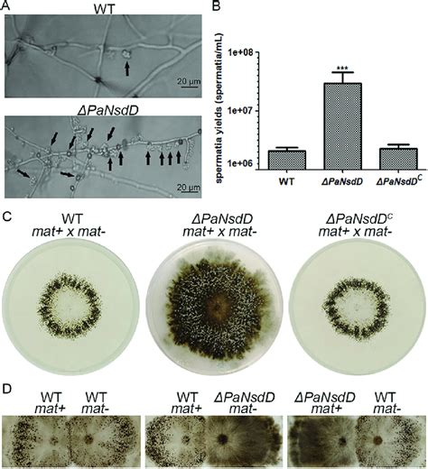 Sexual Development Of P Anserina Strains A Microscopic Observation Download Scientific