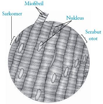 Rangka Hewan Vertebrata Koleksi Gambar