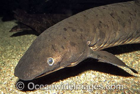 Australian Lungfish Being Eaten