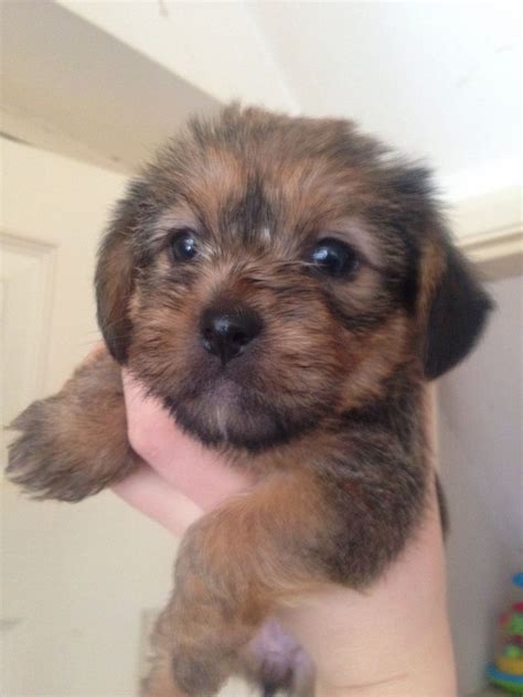 Shih Tzu Cross Yorkshire Terrier Ready To Go Doncaster South