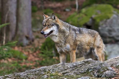 europaischer wolf canis lupus lupus foto bild tiere zoo
