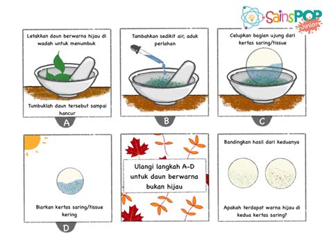 Eksperimen Sains Melihat Klorofil Pada Daun Sainspop Junior