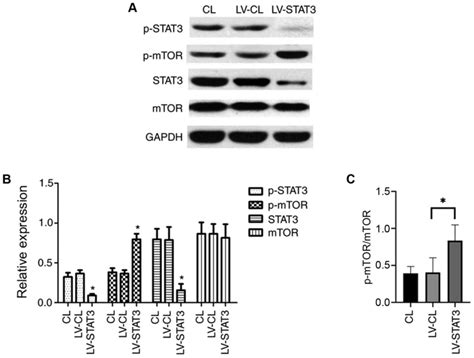 Targeted inhibition of STAT3 in neural stem cells promotes neuronal ...