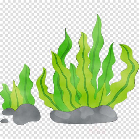 Download High Quality seaweed clipart green Transparent PNG Images - Art Prim clip arts 2019