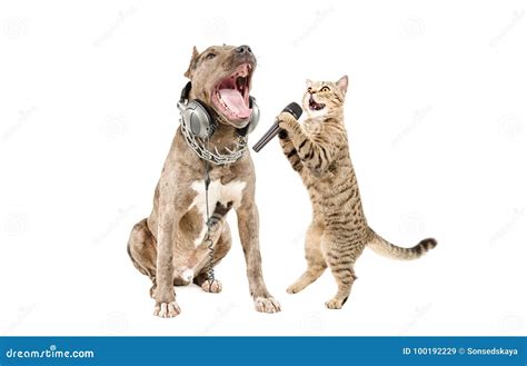 Duet Of Pitbull And Cat Scottish Straight Singing Together Stock Image