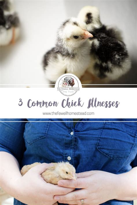 3 Common Chick Illnesses And How To Naturally Treat Them Amy Fewell