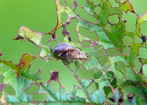Калиновый листоед Pyrrhalta viburni (Paykull, 1799) (Chrysomelidae ...