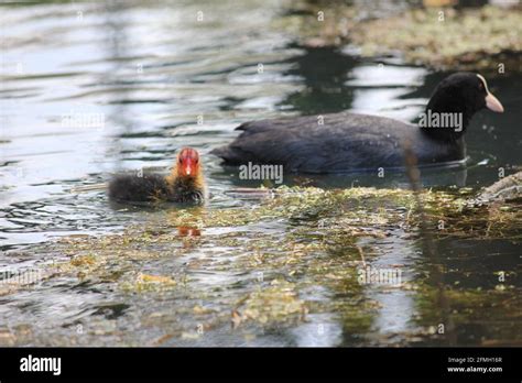 Coot in citypark Staddijk in Nijmegen, the Netherlands Stock Photo - Alamy