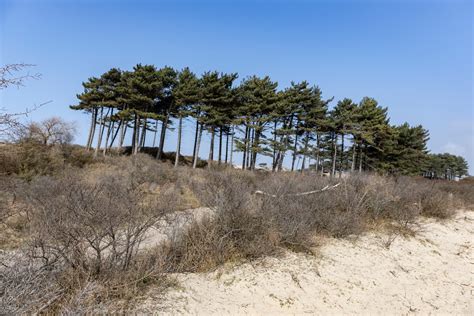 Stichting Duinbehoud Organiseert E Landelijke Dag Van De Duinen Alkmaar