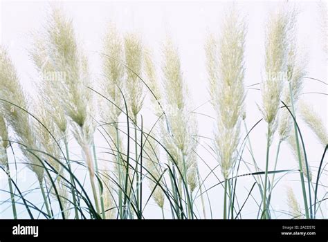 Hierba De La Pampa Cortaderia Selloana Esta Hierba Nativa De