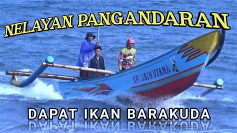 Nelayan Pangandaran Menjaring Dapat Ikan Barakuda Hikmah Ramadhan