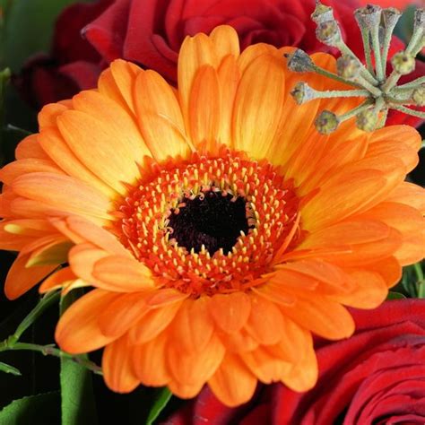 Gerbera Daisy Orange – Luda Flower Salon