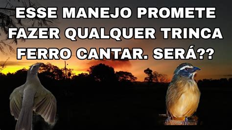 ESSE MANEJO PROMETE FAZER QUALQUER TRINCA FERRO CANTAR SERÁ YouTube