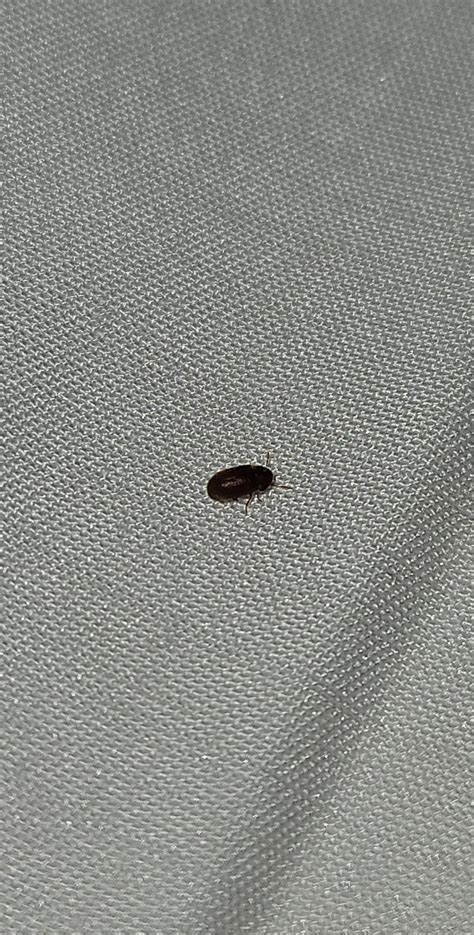 Black carpet beetles in bedroom? Tiny hard shell beetles : r/pestcontrol
