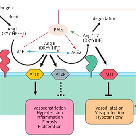 A -Scheme showing the metabolism of essential fatty acids, their role ... 