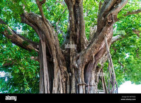 Ficus Superba Tree Hi Res Stock Photography And Images Alamy