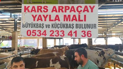 Bursa Hayvan Pazari Numaraya Zelpart Ke Fet Ke Fet Kesfet